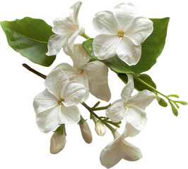 Naklejka premium Beautiful white jasmine flowers with green leaves, perfect for floral designs and nature-themed projects.