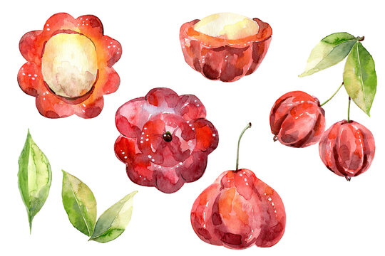 Hand Drawn Watercolor pitanga Fruit illustration. Set of elements.