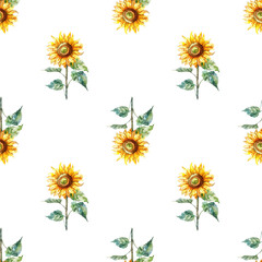 Blooming watercolor sunflower on a white background, watercolor illustration, seamless pattern.