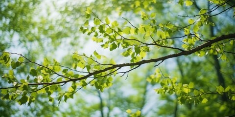 Fototapeta premium Sunlight Through Green Leaves
