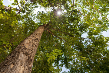 Fototapeta premium A low-level ant-eye view, looking through the base of a large, towering tree.