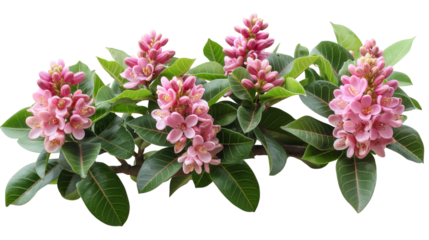 Bush of Daphne  ,Flower bush shrub tree plant isolated tropical jungle plant  on white background.