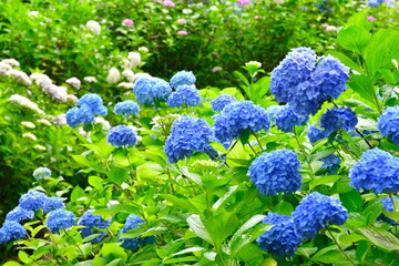 護摩堂山アジサイ園（新潟県）