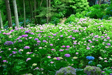 護摩堂山アジサイ園（新潟県）