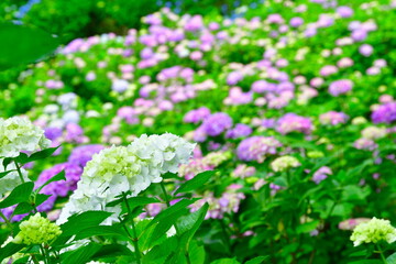 護摩堂山アジサイ園（新潟県）