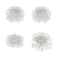 Set of vector abstract outline monochrome chrysanthemum flowers. Floral collection, black and white sketch