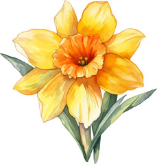 A vibrant yellow daffodil with orange center and green leaves, isolated on a black background.