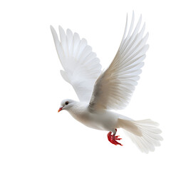 Dove in flight isolated.