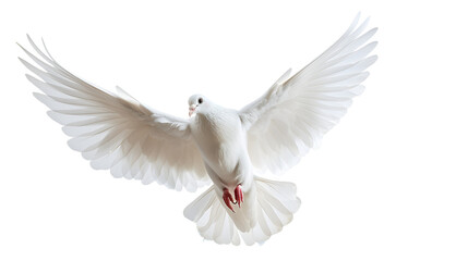 Fototapeta premium Realistic white dove flying.