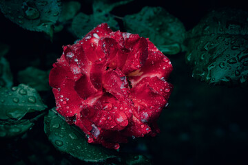A close up of a single red rose flower in bloom with rain drops and green leaves