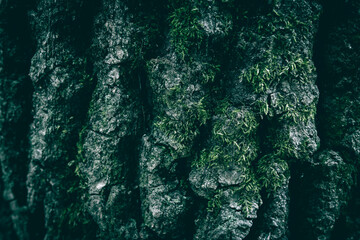 A close up of an old tree bark texture with green moss