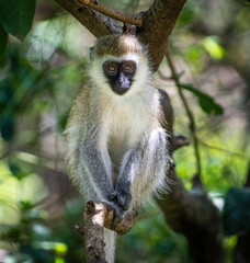 Here is one example of many animals I photographed in Kenya. This photo was specifically taken in the Masai Mara.