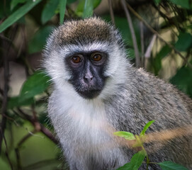 Here is one example of many animals I photographed in Kenya. This photo was specifically taken in...