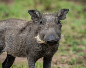 Here is one example of many animals I photographed in Kenya. This photo was specifically taken in the Masai Mara.