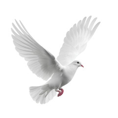 Obraz premium White dove in flight isolated.
