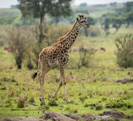 Here is one example of many animals I photographed in Kenya. This photo was specifically taken in the Masai Mara.