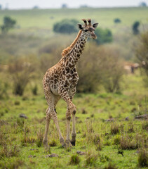 Here is one example of many animals I photographed in Kenya. This photo was specifically taken in the Masai Mara.