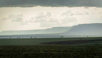 Here is one example of many animals I photographed in Kenya. This photo was specifically taken in the Masai Mara.