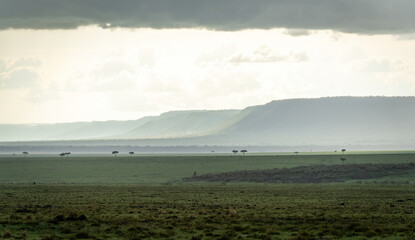 Here is one example of many animals I photographed in Kenya. This photo was specifically taken in...