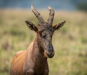 Here is one example of many animals I photographed in Kenya. This photo was specifically taken in the Masai Mara.