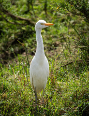 Here is one example of many animals I photographed in Kenya. This photo was specifically taken in the Masai Mara.