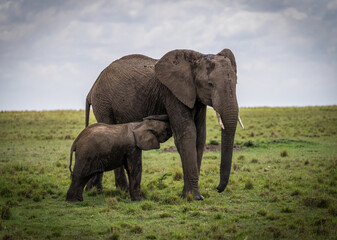 Here is one example of many animals I photographed in Kenya. This photo was specifically taken in...