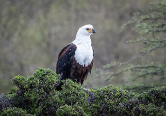 Here is one example of many animals I photographed in Kenya. This photo was specifically taken in the Masai Mara.