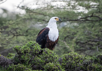 Here is one example of many animals I photographed in Kenya. This photo was specifically taken in...