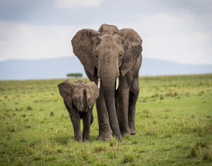 Here is one example of many animals I photographed in Kenya. This photo was specifically taken in...