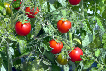 Many ripe fresh appetizing red tomatoes fruitages grows in dense green branches close up