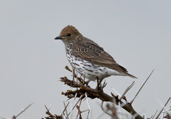 Here is one example of many animals I photographed in Kenya. This photo was specifically taken in the Masai Mara.