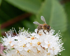 Wildbiene
