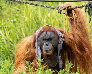 Orang utan