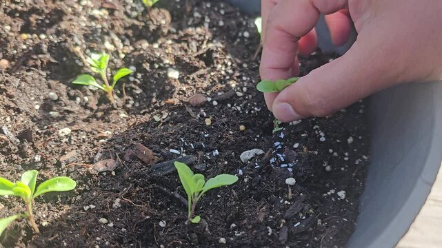 Transplanting young Sweet Marjoram. Sweet marjoram, a low-growing plant often confused with Oregano herb.  Also called as Maruvam herb in South India in Telugu.  