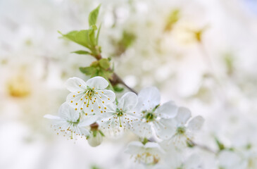 Cherry tree blossom close-up. White cherry flower on natural light background