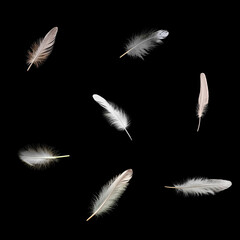 Obraz premium White fluffy feathers on a black background