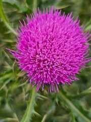 Thistle is a wild plant. It has thick spines. Purple thistle flower in a city garden. Thistle and some green background. Close-up