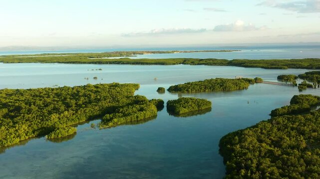 Scenic landscape with mangroves forest. Turquoise water in Olango Island. Wildlife preserve in Lapu-Lapu, Philippines. Cebu.