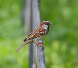 A sparrow is sitting on a black metal fence
