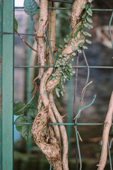 Climbing tree trunk entwined with an iron fence, showcasing nature's strength and persistence