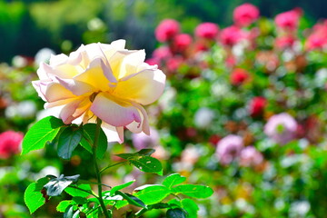 冬鳥越スキーガーデンのバラ園（新潟県）