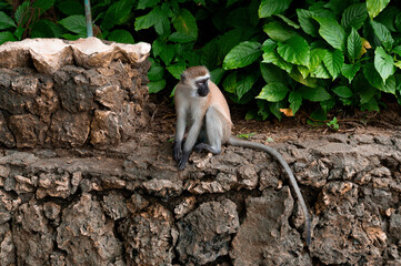 Obraz premium Monkey patiently waiting for something 
