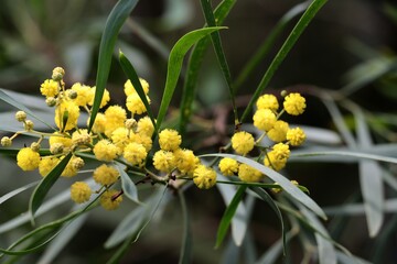 round yellow flowers of acacia longifolia tree - Fabaceae family close up