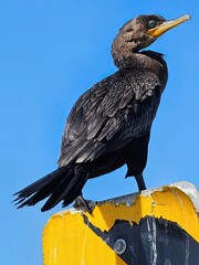 Cormorant at Anahuac National Wildlife Refuge, Texas