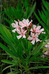 pink flowers of oleander mediterranean shrub close up