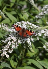 colorful butterfly insect and white flowers of Lysimachia clethroides 