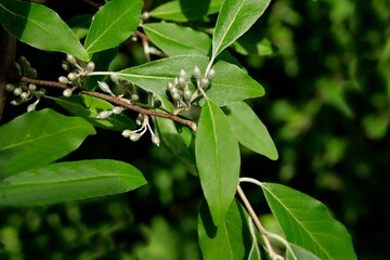 olive tree Elaeghus umbrellata and growing olives close up