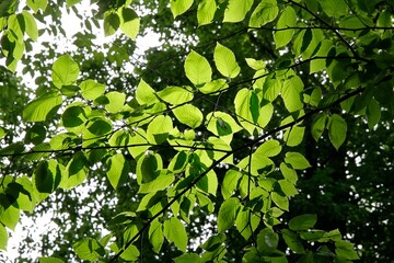 Betula Lenta green leaves in park