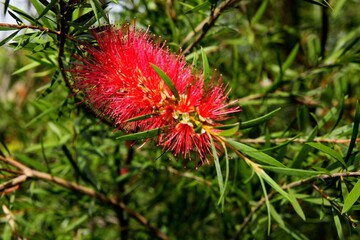  Callistemon tree,red flower and growing fruits close up