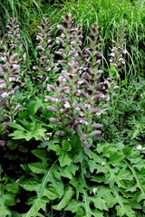 colorful flowers of Acanthus spinosus plant in a garden